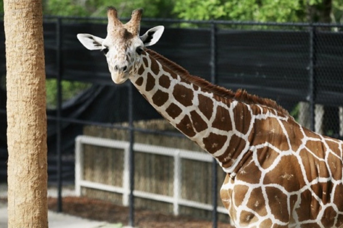 Naples Zoo at Caribbean Gardens