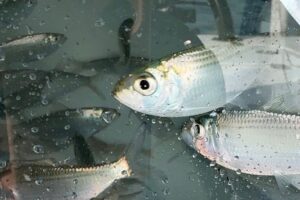 Live Bait vs. Artificial Lures: What Should You Be Rigging Up for Early Summer?