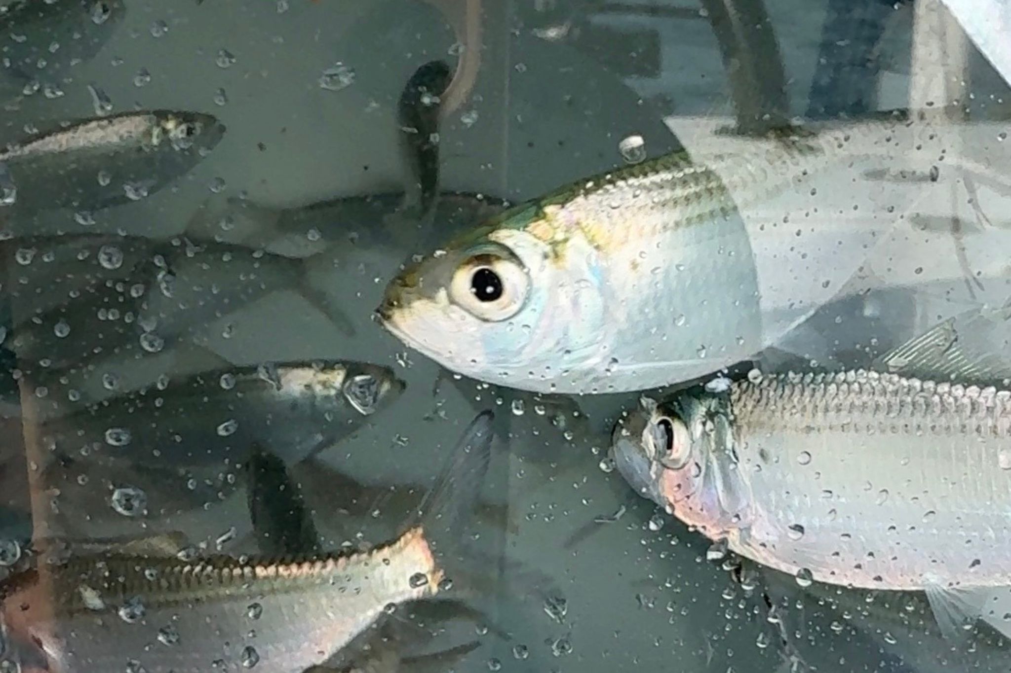 Live Bait vs. Artificial Lures: What Should You Be Rigging Up for Early Summer?